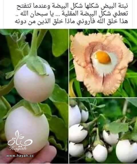 نبتة البيض العجيبة hayahcc_1453052161_821.jpg